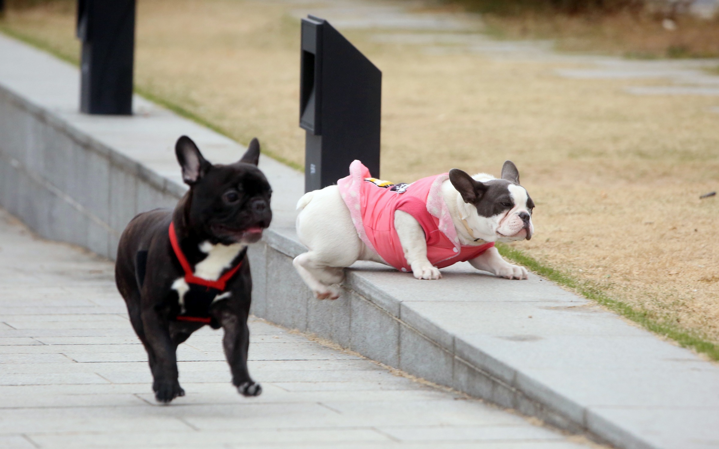 鰂魚涌寵物公園