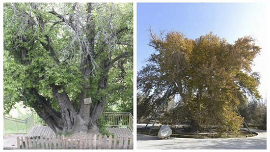 新疆两“最美”古树 合计超高龄1482岁