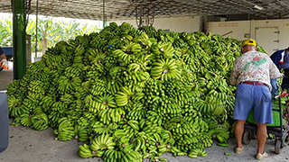 赖清德发文教“煮蕉” 农民：连猪都不吃