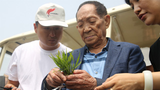 袁隆平团队与阿里合作推广