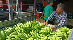 台湾当局破坏两岸关系 毁灭当地农民生计