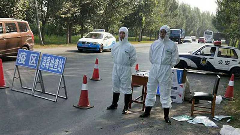 沈阳首确诊一例非洲猪瘟 疫区已封锁大量病猪被扑杀