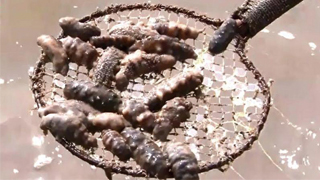 辽宁高温热死海参 直接经济损失68.7亿元