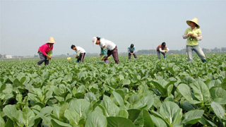 未受雨灾影响 内地供港菜价稳定