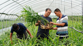 财政部：财政系统将积极落实实施乡村振兴战略