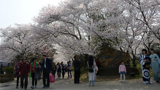 民调显示中日民众认可两国关系重要性 期待强化合作