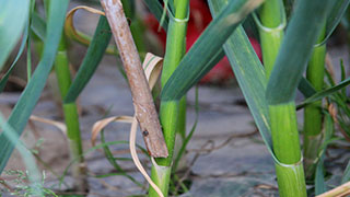 大理洱源回应清理蒜田事件：已取得蒜农同意正补偿