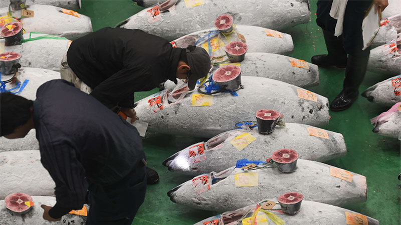 圖集丨日本豐州市場今舉行首場拍賣