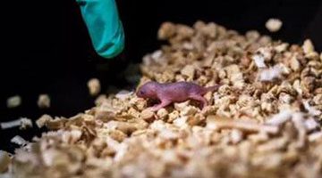 实现哺乳动物孤雄生殖 中科院育全球首只双父基因鼠