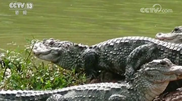 扬子鳄保护区被曝遭企业侵占 当地官员曾表示：有问题找人顶