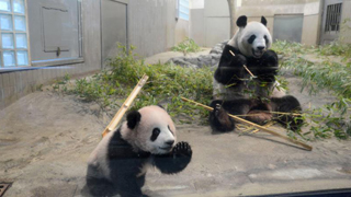 安倍访华拟与中国商量租借大熊猫 场馆已提前找好