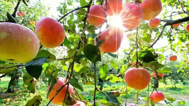 第十五届昌平苹果文化节在京举办