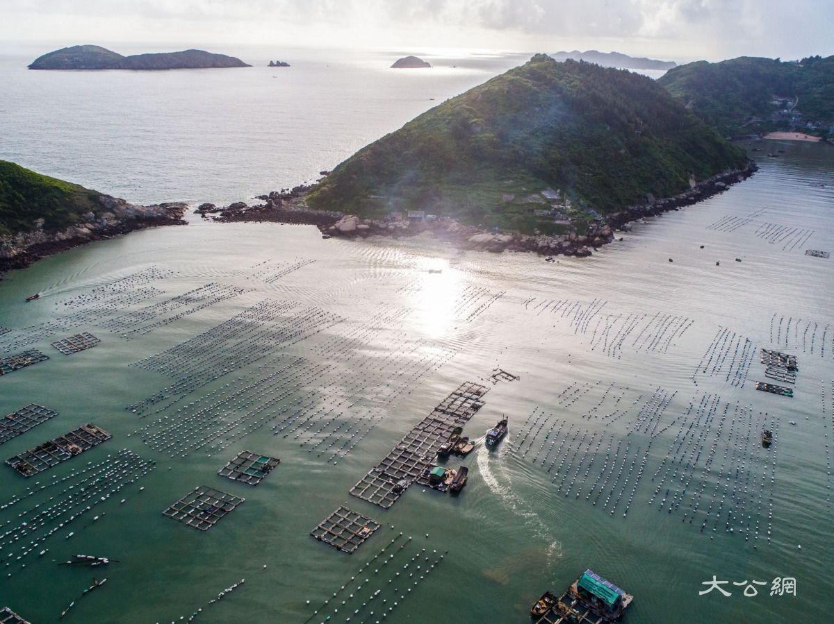 一条大黄鱼助浙江11个经济薄弱村摘帽