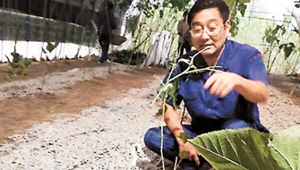 种桑养蚕探出路破茧成蝶富一方