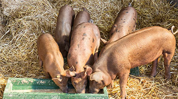 安徽青阳县排查出非洲猪瘟疫情 死亡47头