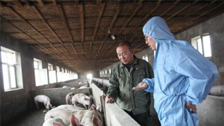 20省份发生非洲猪瘟疫情 农业农村部：不是人畜共患病