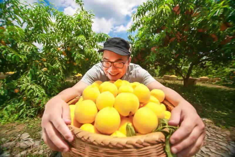 被互联网改变的黄桃生意