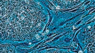 国家卫健委回应“基因编辑婴儿”事件：依法依规处理