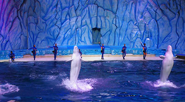 专线巴过大桥港客赴横琴增11% 湾区转向“全域旅游”