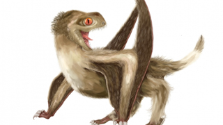 港大与内地合作研究 将羽毛起源推前7000万年