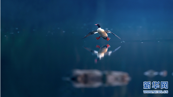 「鳥中大熊貓」中華秋沙鴨連續七年飛臨重慶越冬