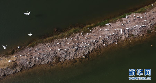 「鷺」舞北部灣