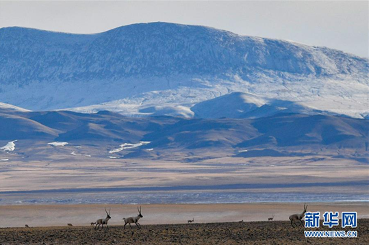 藏羚羊的家園