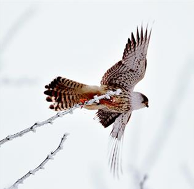 大九湖發現國家二級保護鳥類白尾鷂