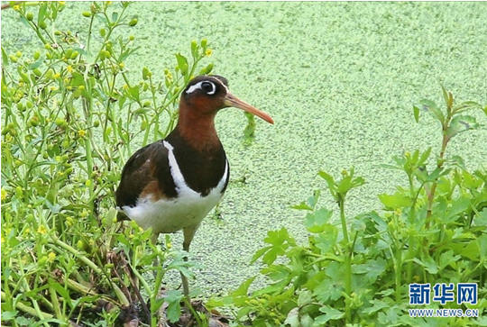 冬季的江川 鳥兒的樂園