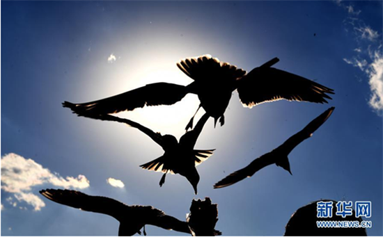 昆明：紅嘴鷗光影