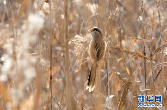 山東高青：「鳥中熊貓」濕地過冬