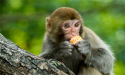 連雲港市花果山景區