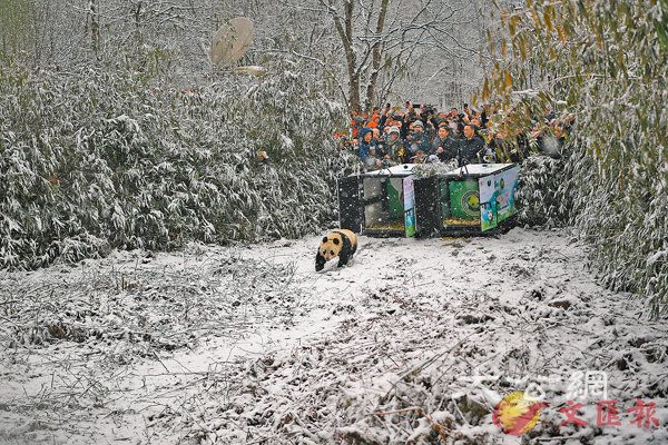 野化圈養熊貓 成都踏雪歸家