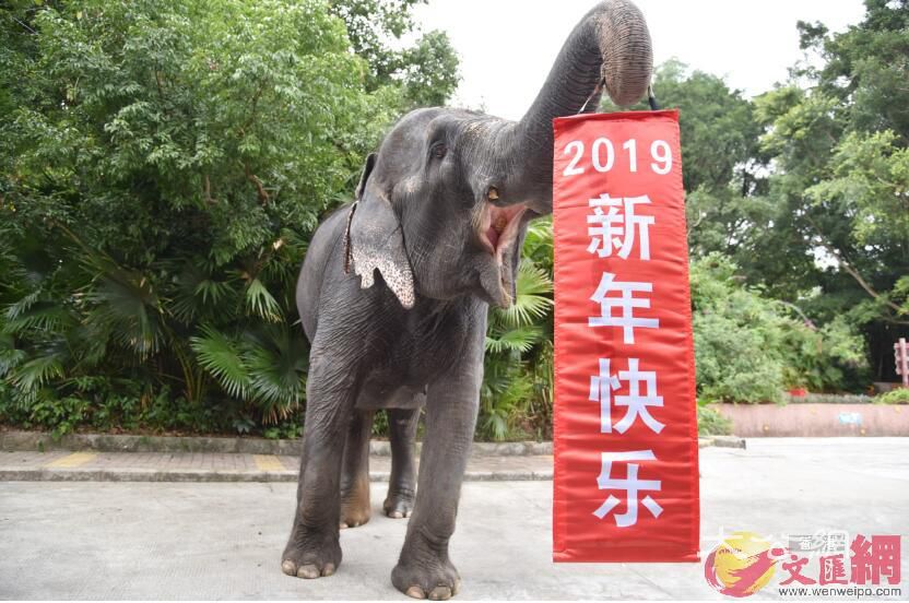 深圳野生動物園憨萌動物迎新年吃大餐