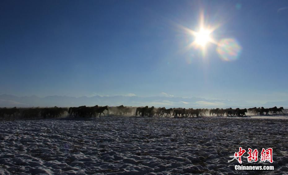 新疆巴音布魯克高寒草原萬馬踏雪