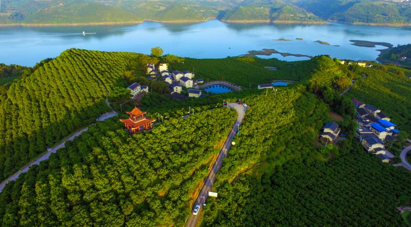 長江兩岸綠意盎然 「山窩窩變金窩窩」