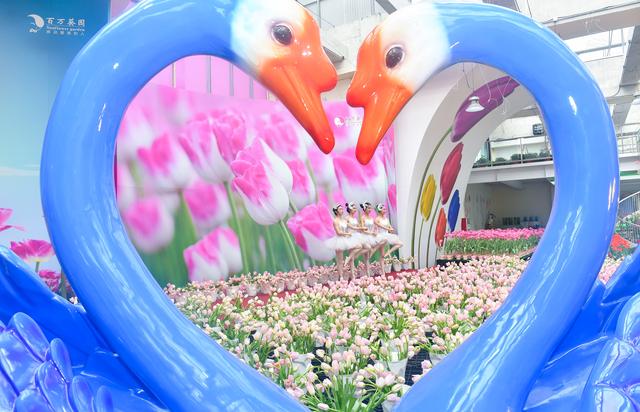 鬱金香綻放廣東南沙自貿區