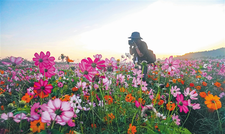 三亞水稻國家公園 千畝花海 滿園香