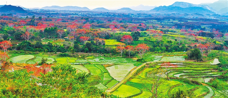 昌化江畔 阡陌田間 賞木棉