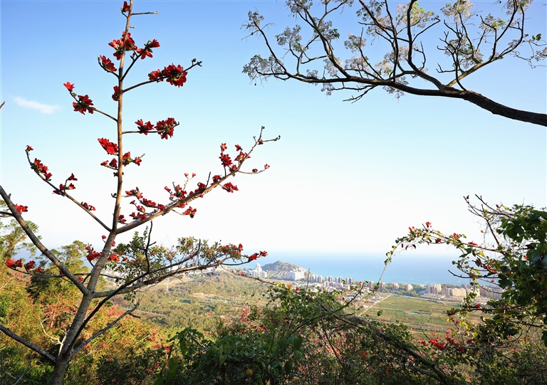 陵水紅角嶺　登山賞花 邂逅驚喜