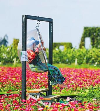 龍壽洋萬畝田園公園　萬紫千紅 花海游