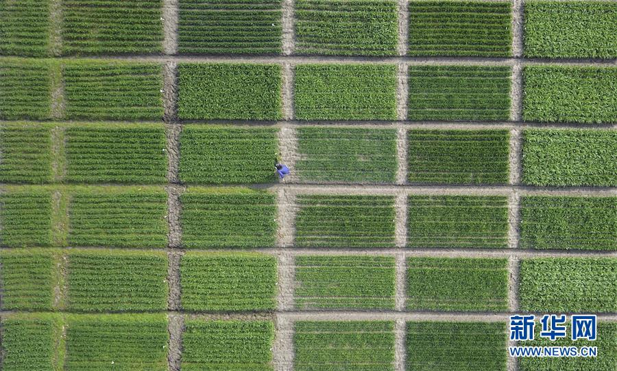 春回大地農事忙 