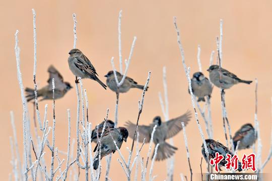新疆克拉瑪依初春霧凇掛滿枝 麻雀枝頭嬉戲