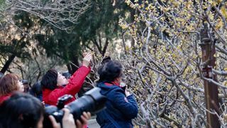 两会京城｜三月花枝俏玉兰喜报春