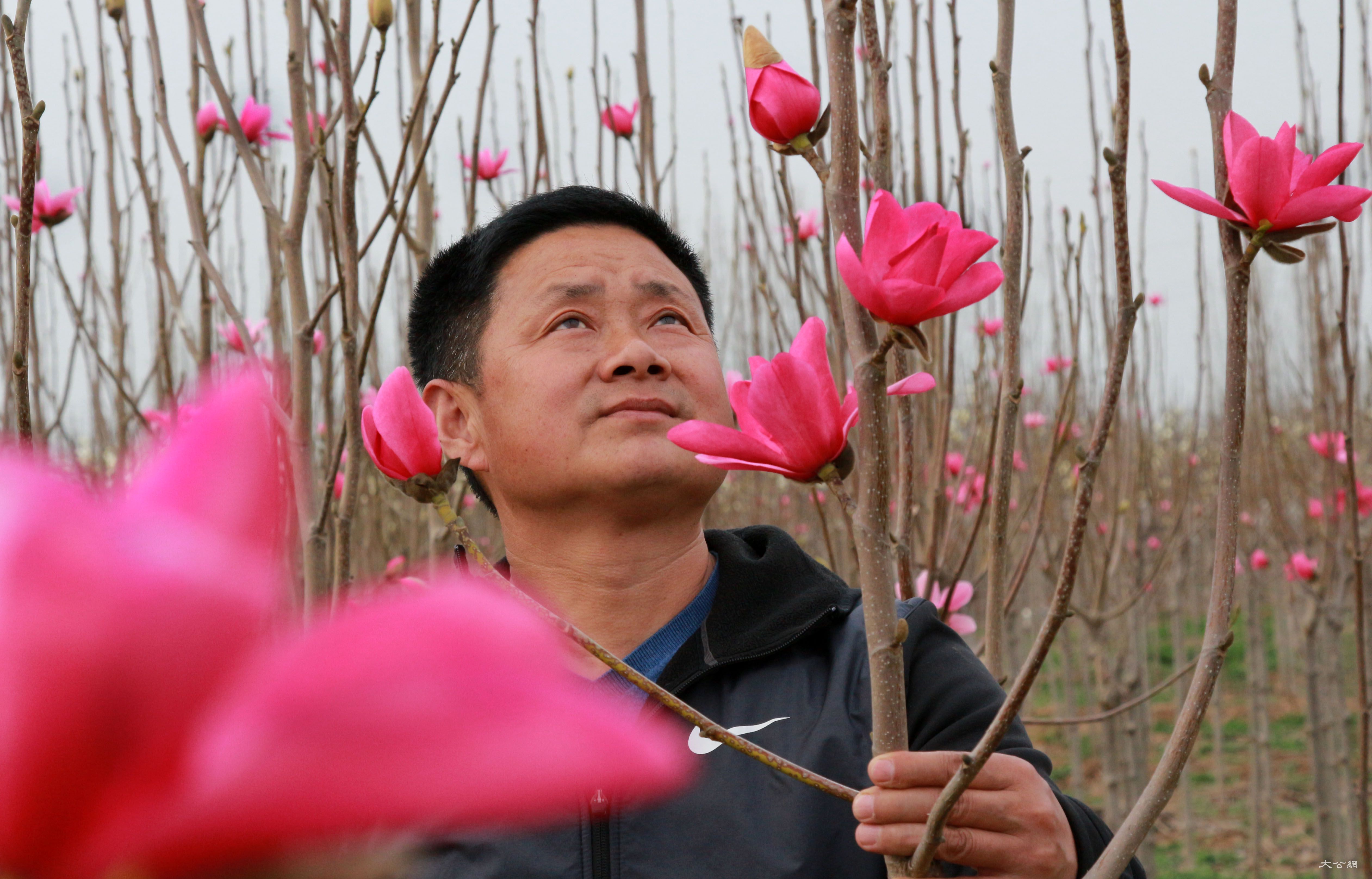 河南：春日玉蘭花田園春意濃