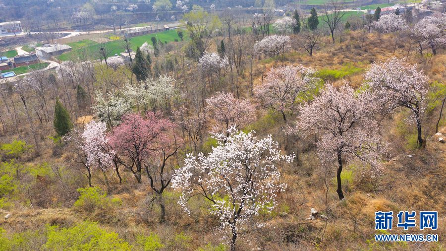 伏羲山：花開成海 樂享春天