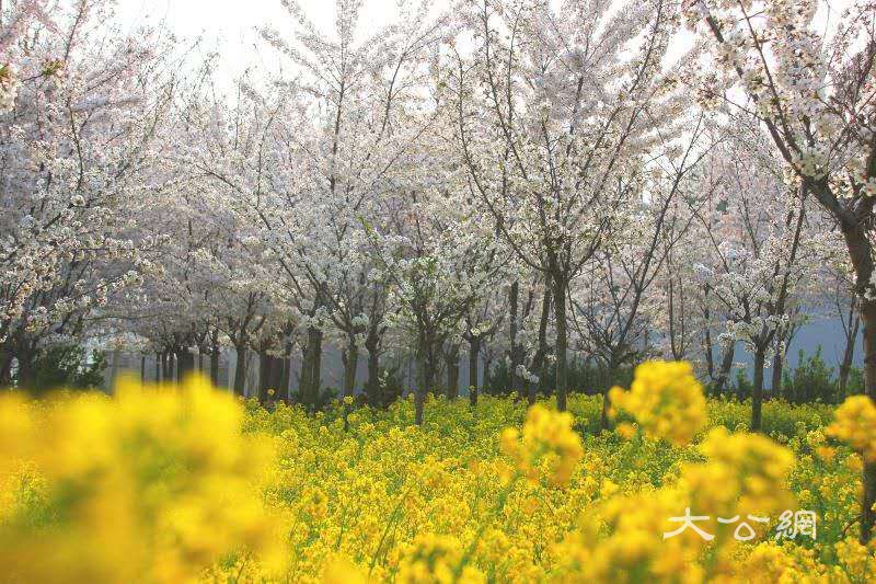 2019伏羲山花海節月末開幕  遊客可盡享花開成海風光