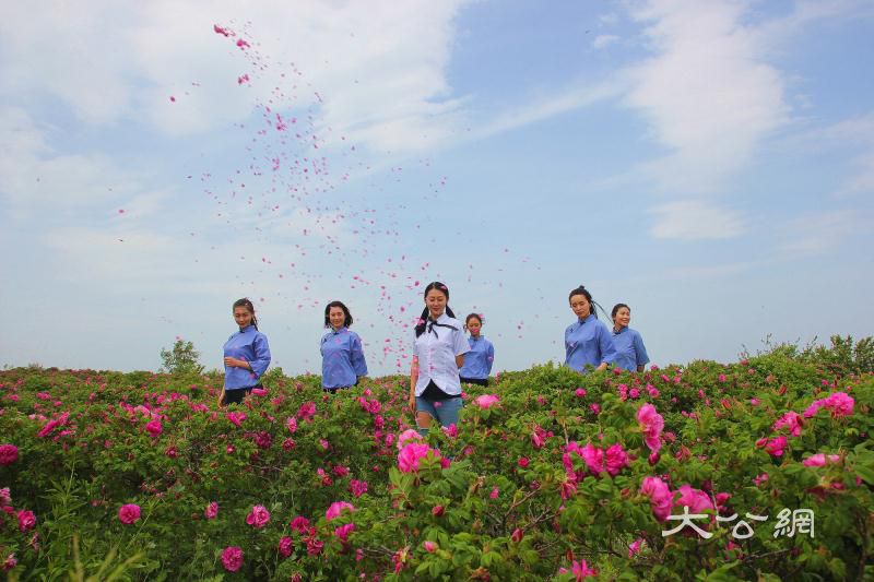 2019伏羲山花海節月末開幕  遊客可盡享花開成海風光