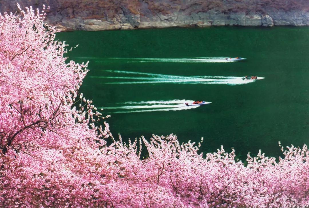 青天河送福利 門票優惠和萬畝桃花綻放 