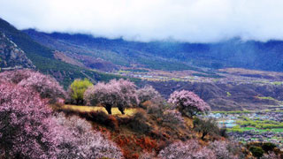“2019年林芝市第十七届桃花节”大峡谷会场开幕